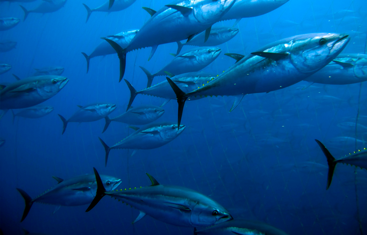 Você sabia que hoje é o Dia Mundial do Atum? Conheça os benefícios do peixe para a alimentação!