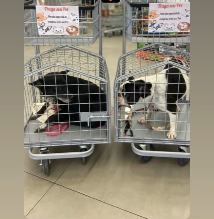 Carrinho adaptado para pets acompanharem donos nas compras encanta nos supermercados