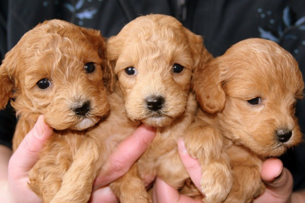 Prezunic promove feira de adoção de cães e gatos em Niterói